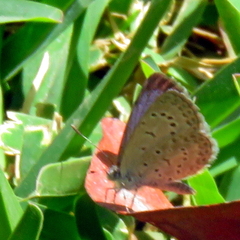 Zizeeria knysna