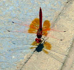 Trithemis kirbyi