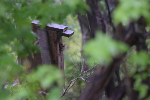 Eastern Screech-Owl photographed in Delaware