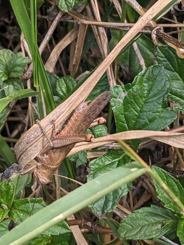 Giant Grasshopper photo 6