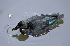 Anas platyrhynchos domesticus