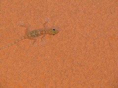 Ptyodactylus hasselquistii