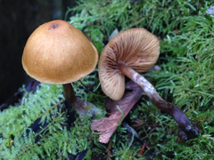 Galerina marginata
