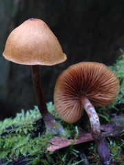 Galerina marginata