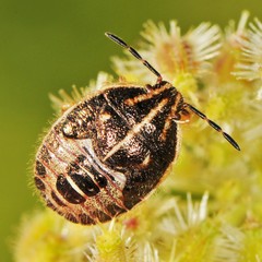 Trichopepla