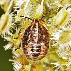 Trichopepla