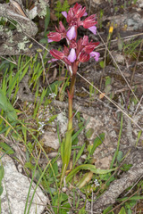 Anacamptis papilionacea papilionacea