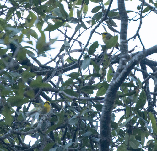 Black-faced Warbler (Abroscopus schisticeps), photo 9