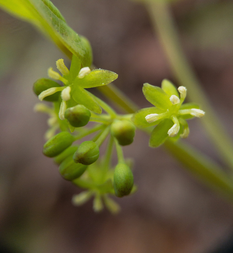 Biltmore's Carrionflower