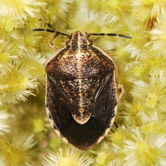 Trichopepla atricornis