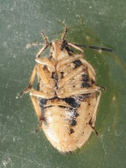 Trichopepla atricornis