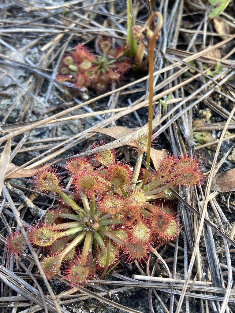 Drosera capillaris, miramar pineland