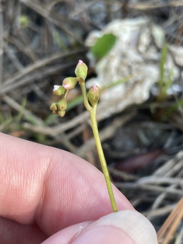 Drosera capillaris