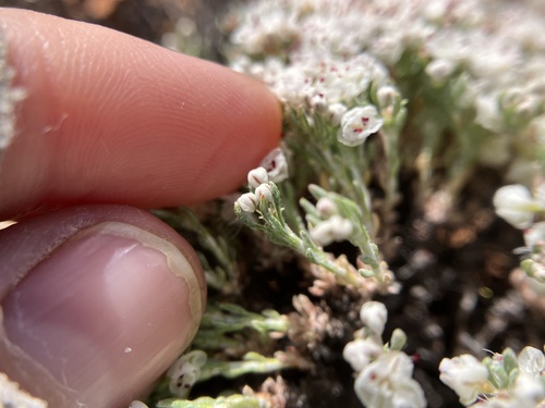 Image of Eriogonum fastigiatum by (c) Jess Mullins, some rights reserved (CC BY)