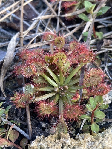 Drosera capillaris