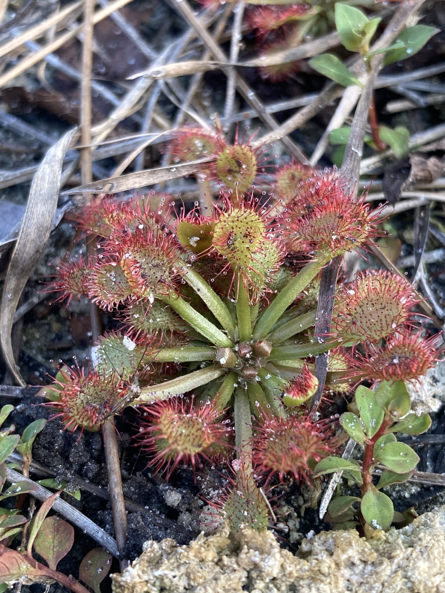 Drosera capillaris Poir. 3