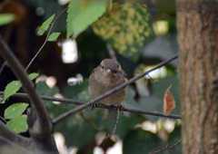 Passer domesticus