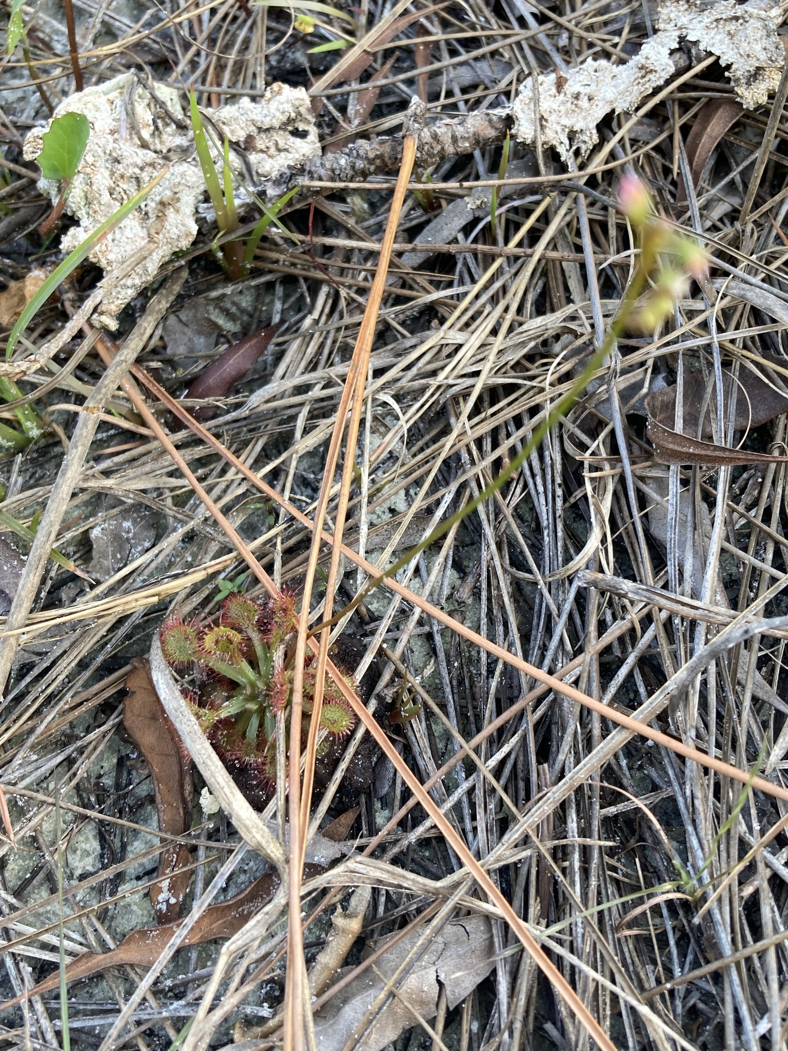 Drosera capillaris Poir. 4