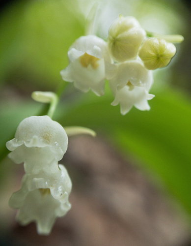Convallaria pseudomajalis (Convallaria pseudomajalis)