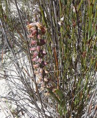 Lachenalia variegata