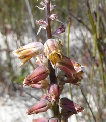 Lachenalia variegata