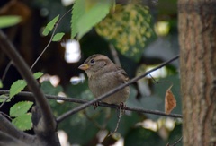Passer domesticus