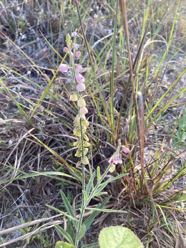 Showy milkwort (Asemeia grandiflora)