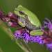 Pine Woods Tree Frog - Photo (c) Edward Perry IV, some rights reserved (CC BY-NC), uploaded by Edward Perry IV