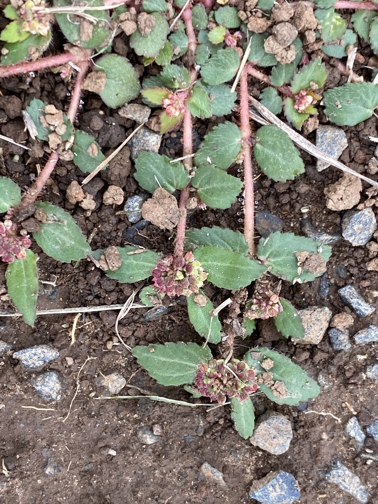 Florida Hammock Sandmat from Greendale Way Park, Carindale, QLD, AU on
