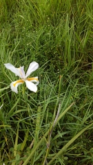 Iridaceae