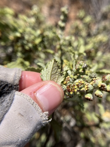 Image of Ambrosia chenopodiifolia by (c) Jess Mullins, some rights reserved (CC BY)