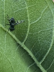 Image of Axiologina ferrumequinum