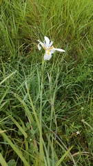 Iridaceae