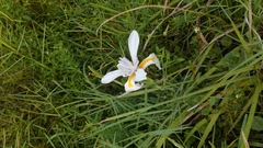Iridaceae