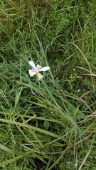 Iridaceae