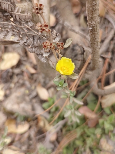 Crocanthemum glomeratum, photograph 1