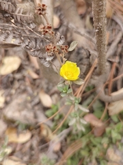 Abraham Sánchez Romero, CC BY, iNaturalist via GBIF Crocanthemum glomeratum, photograph Abraham Sánchez Romero, CC BY, iNaturalist via GBIF