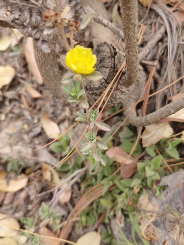 Crocanthemum glomeratum, photograph 2