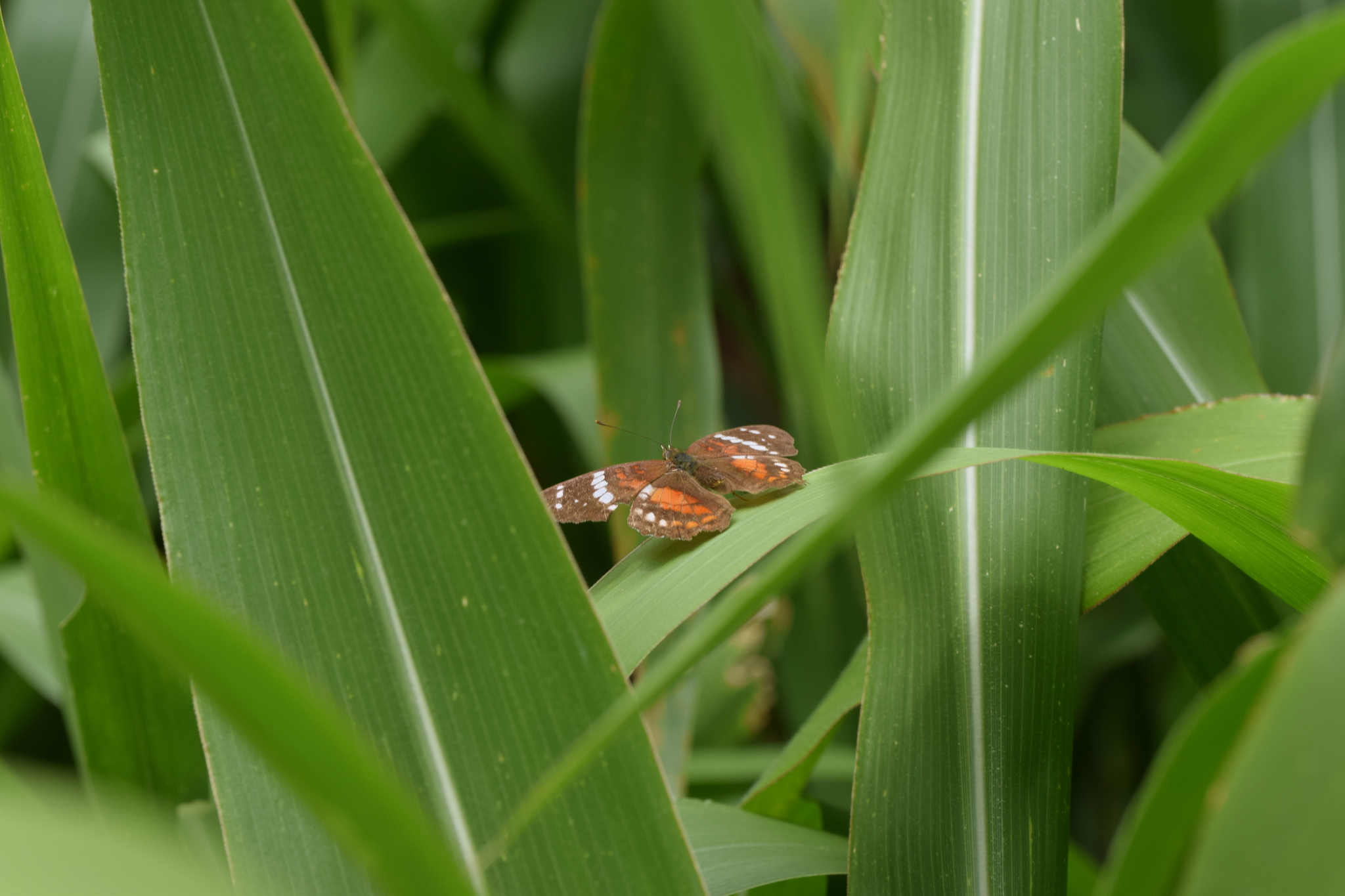 Anartia image