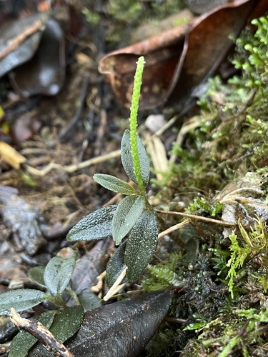 Peperomia kokeana observed 2022-04-24