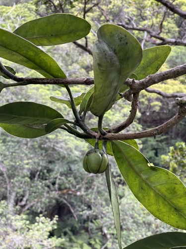Melicope spathulata observed 2022-04-24
