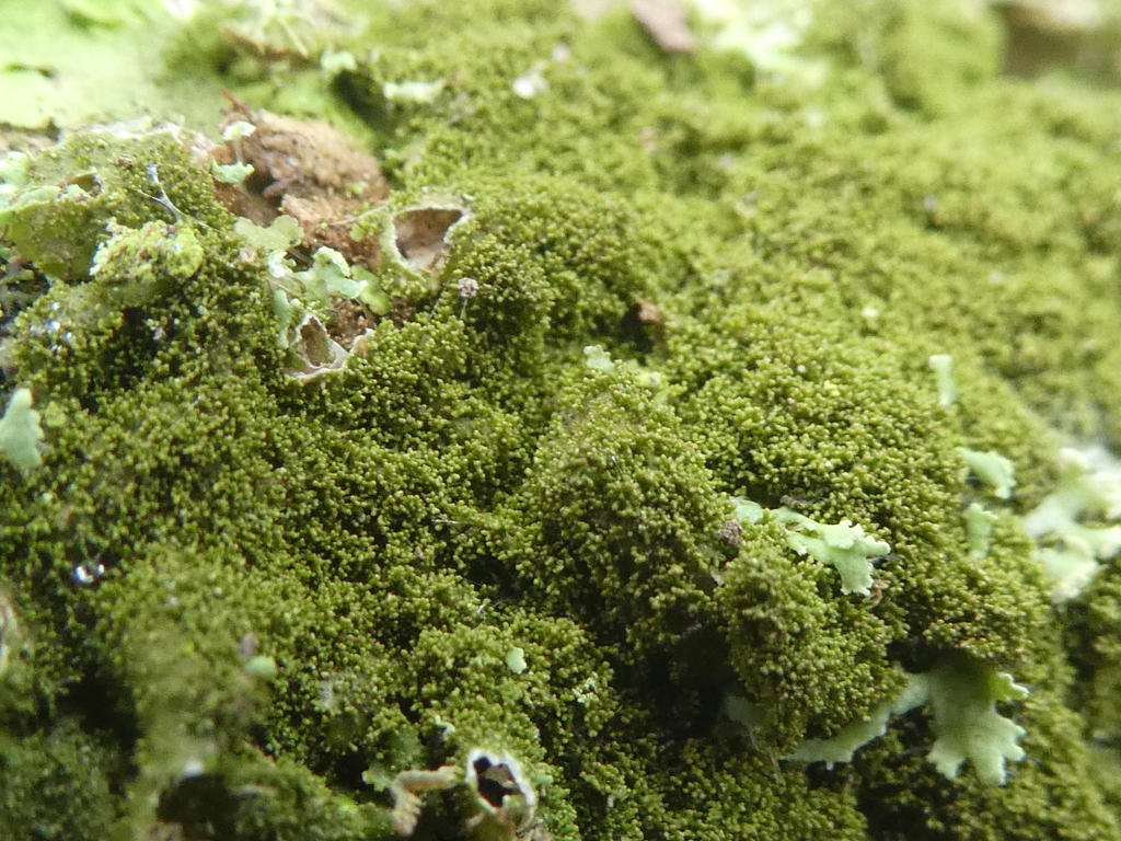 Elegant Camouflage Lichen