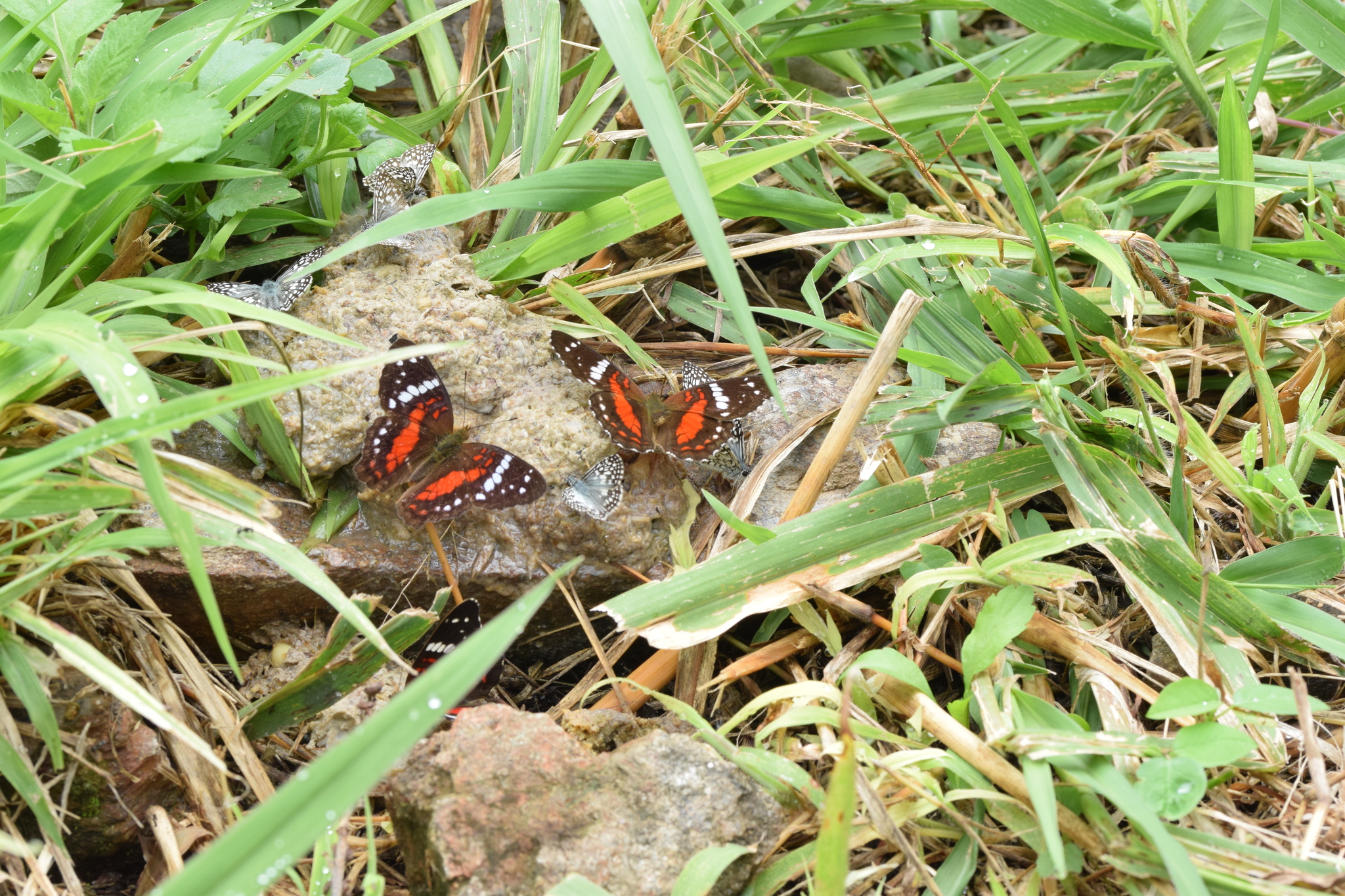 Anartia amathea image