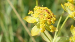 Bupleurum ranunculoides