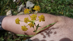 Bupleurum ranunculoides