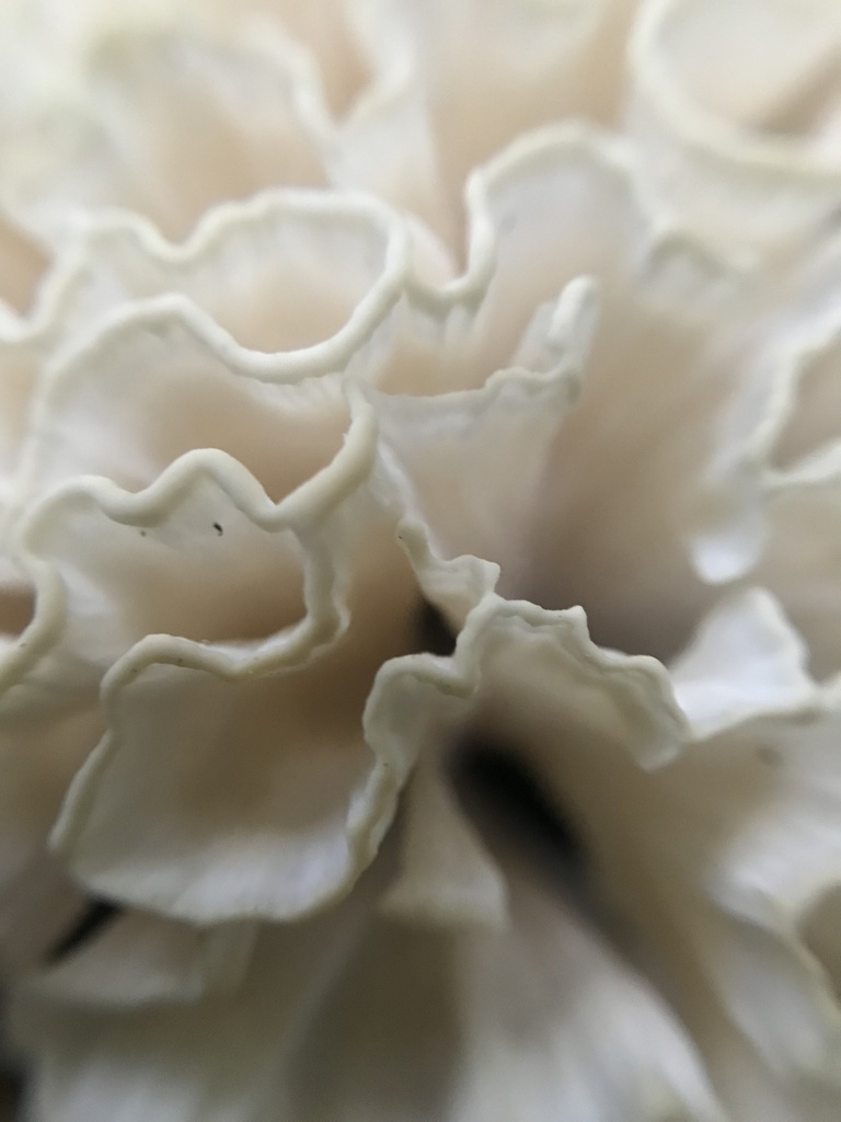 Irpex rosettiformis · April 2023 · photo: © tutitah (iNaturalist, cc0)