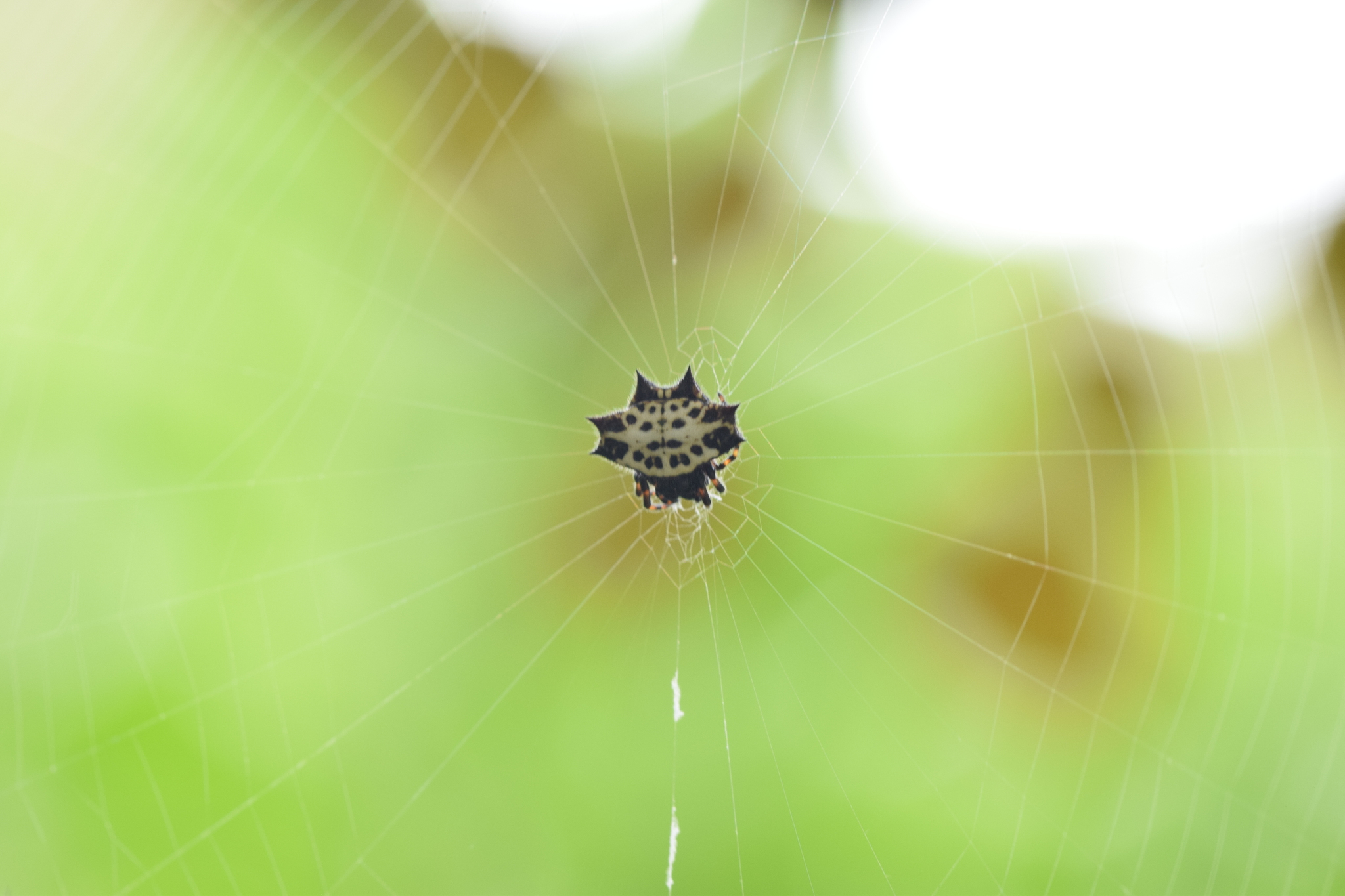 Gasteracantha cancriformis image