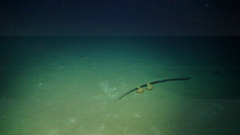 Actinoscyphia