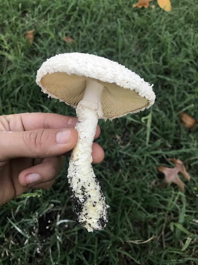 Amanita foetens · April 2023 · photo: © tutitah (iNaturalist, cc0)