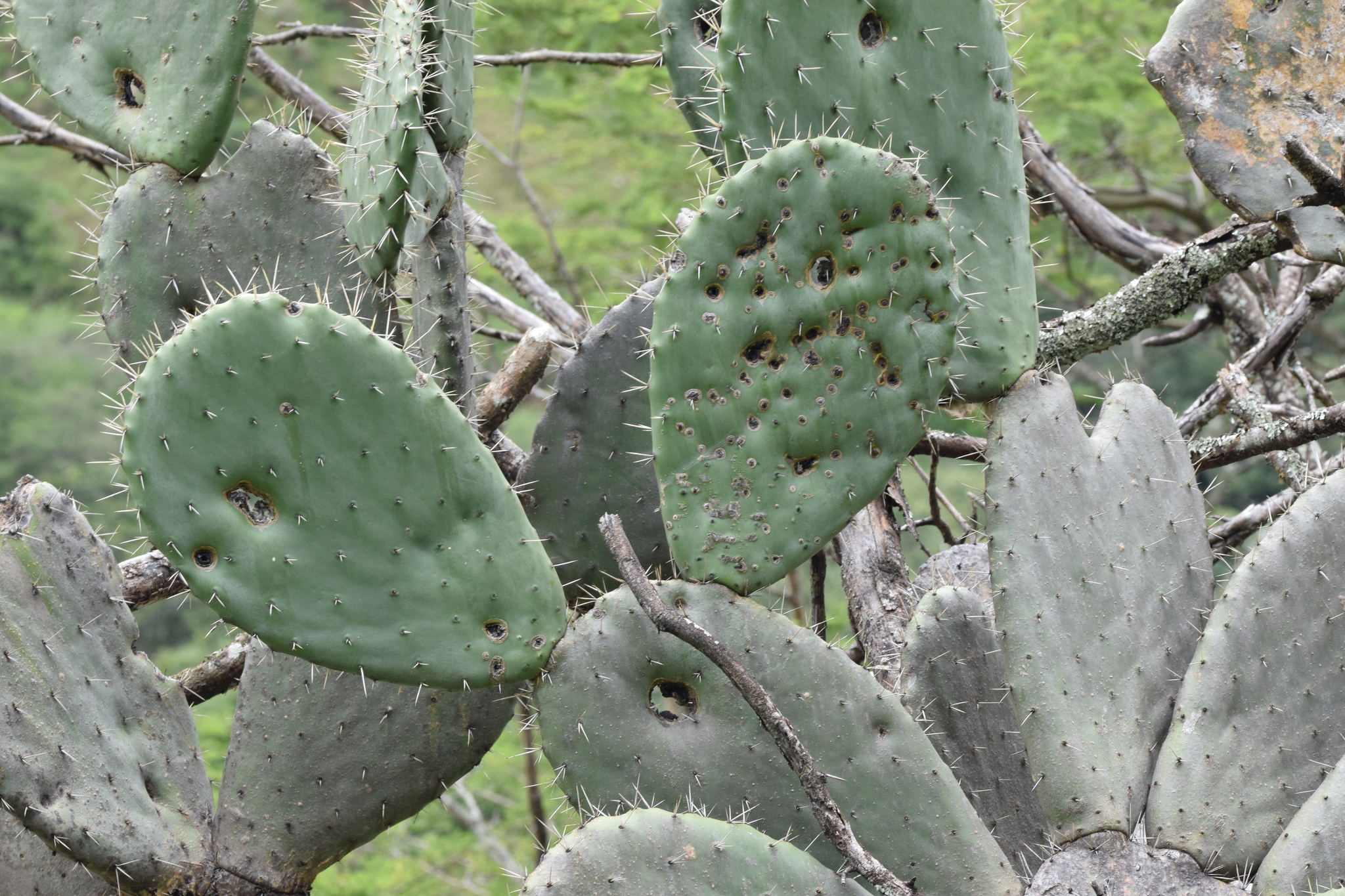 Opuntia ficus-indica image